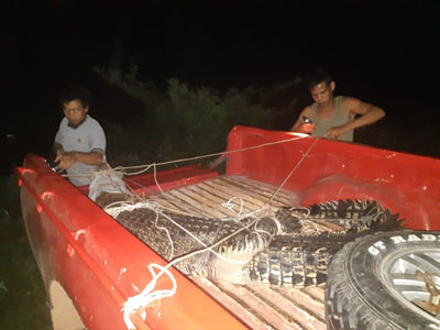 Pernah Serang Warga, Balai Besar KSDA Riau Evakuasi Seekor Buaya Muara di Batang Tuaka Inhil